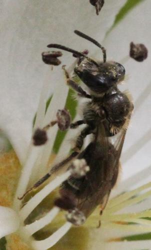 Andrena sp.